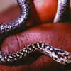 Why baby snakes can be just as deadly—if not more