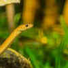 Indian Rat Snake