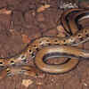 Montane Trinket Snake