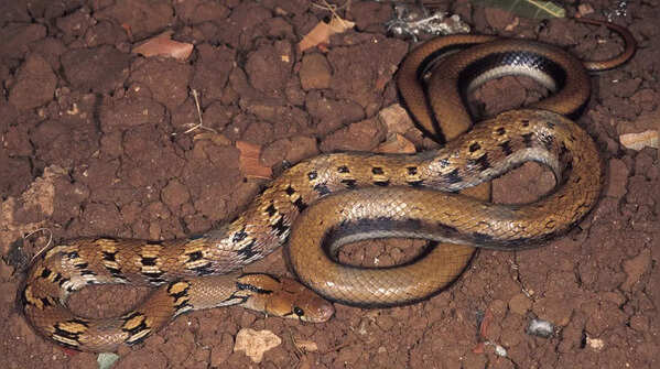 Montane Trinket Snake