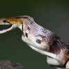 Common Trinket Snake