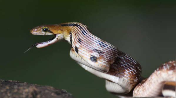 Common Trinket Snake