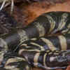 File Snake