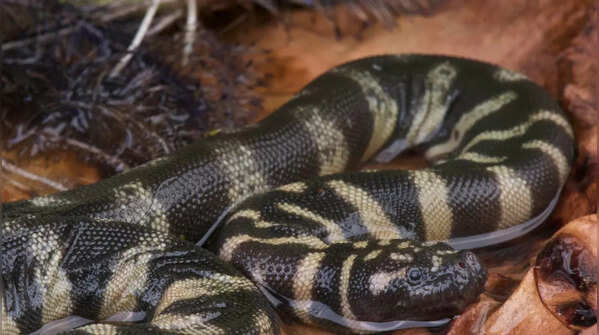 File Snake