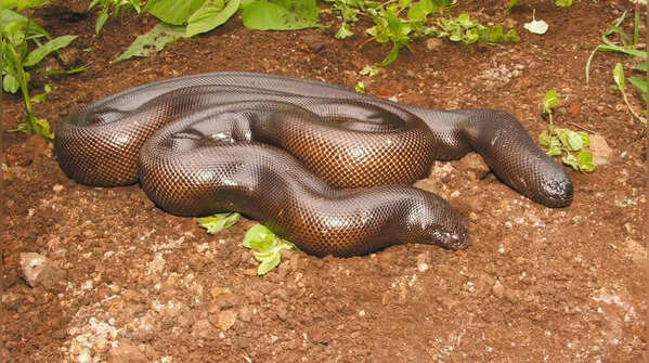 Red Sand Boa