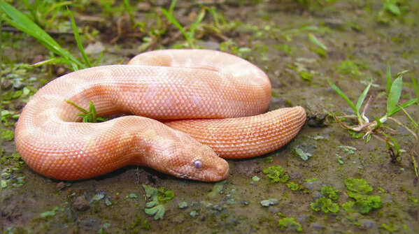 Common Sand Boa