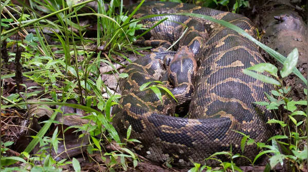 Indian Rock Python
