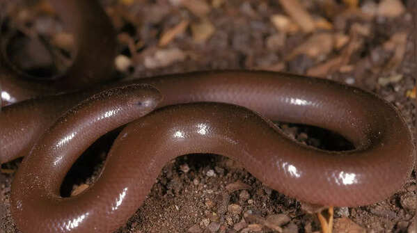 Beaked Worm Snake