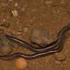 Brahminy Worm Snake