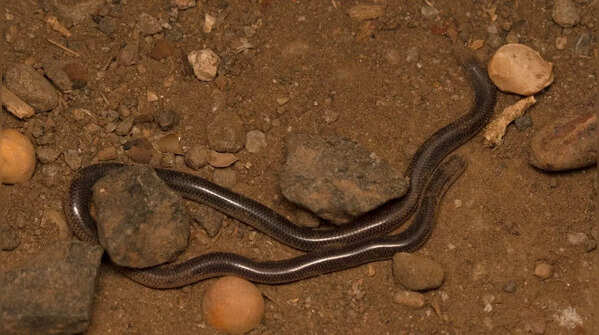 Brahminy Worm Snake