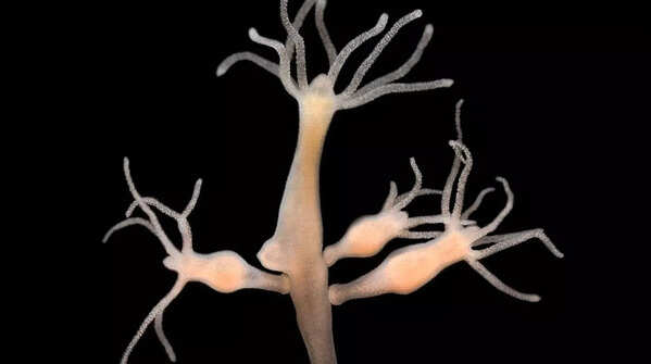 Hydra