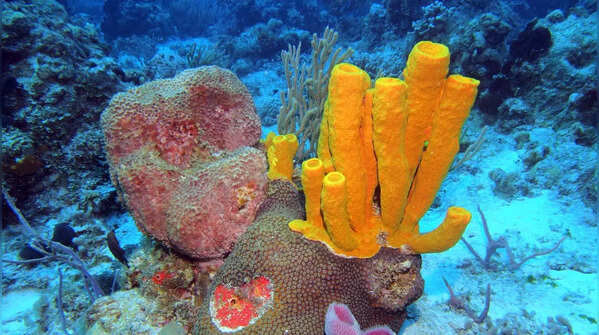 Sponges