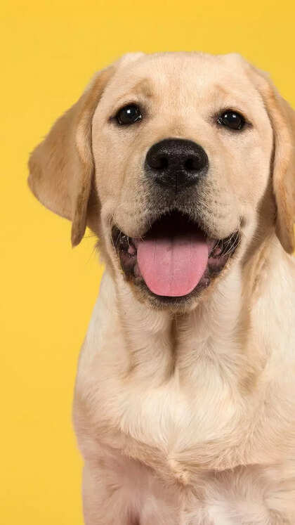 10 facts to know about Labrador Retrievers, before getting one home