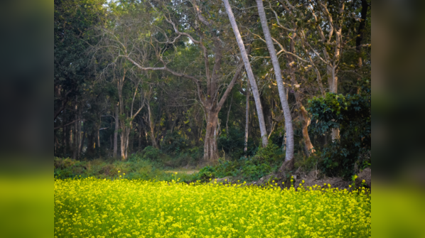 Mawlynnong, Meghalaya