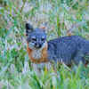 Island Fox 