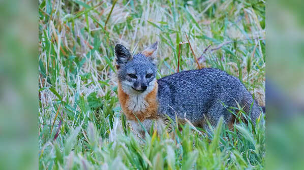 Island Fox