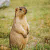 Olympic Marmot, America