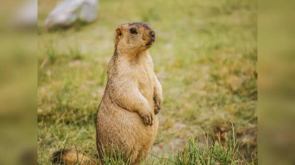Olympic Marmot, America