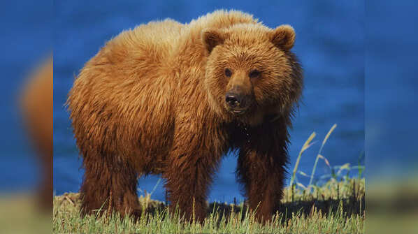 Alaska Peninsula Brown Bear