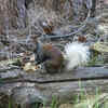 Kaibab Squirrel
