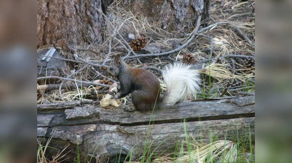 Kaibab Squirrel