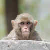Rhesus Monkeys