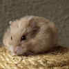 Hamsters