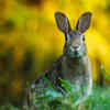 Rabbits