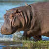 Hippo Calves