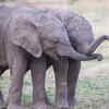 Elephant Calves