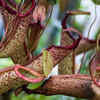 Tropical Pitcher Plants