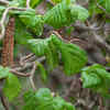 Corkscrew Plant