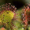 Sundews