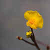 Common Bladderwort