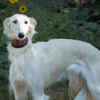 Silken Windhound