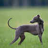 Whippet