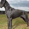 Great Dane