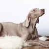 Weimaraner