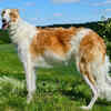 Borzoi