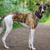 Greyhound