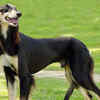 Saluki