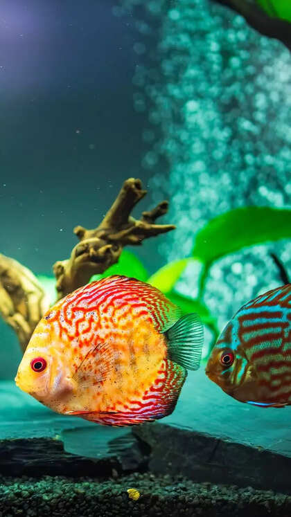 10 fishes that can survive in the aquarium for long