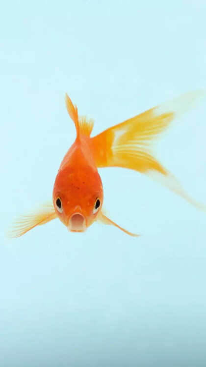 10 types of goldfish to have as pets in aquarium