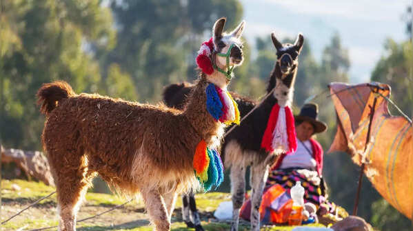 10 animal fairs and festivals from across the world worth travelling for
