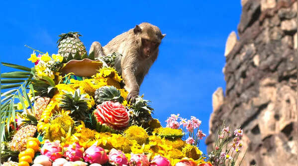 Lopburi Monkey Buffet- Thailand