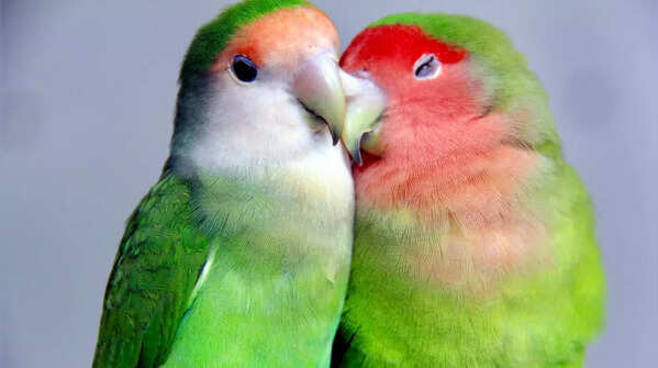 Festival de Aves – Chile