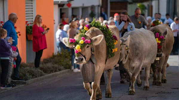 Alpabzug –Switzerland