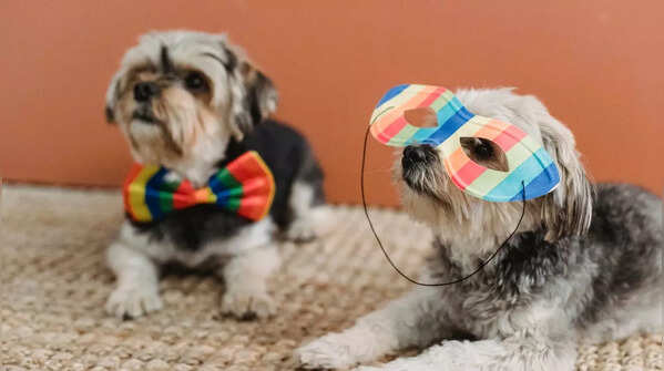 Woofstock – Toronto