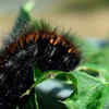 Woolly Worm Festival- US