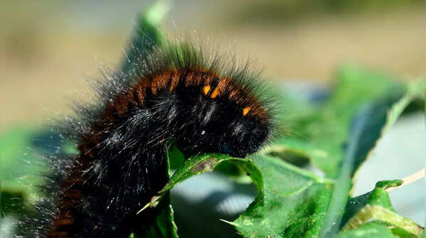 Woolly Worm Festival- US